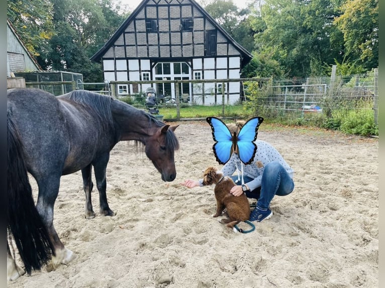 Welsh-A Mix Stute 12 Jahre 111 cm Roan-Bay in Lienen