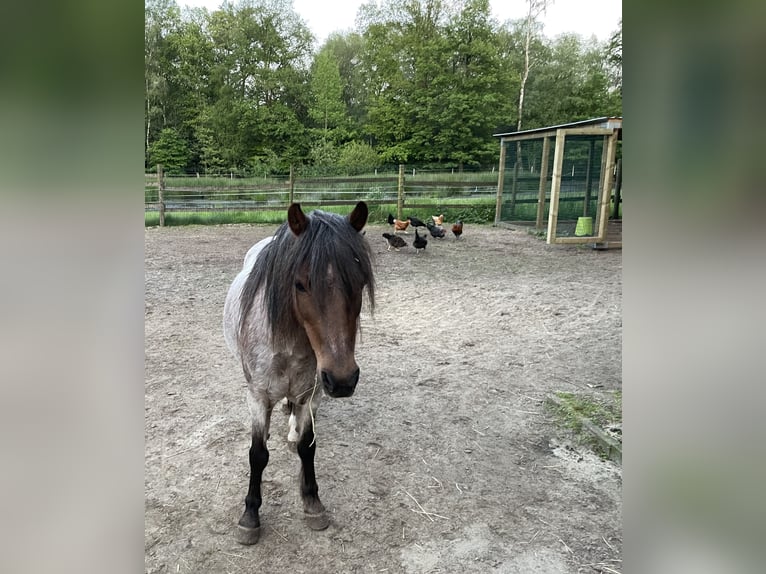 Welsh-A Mix Stute 12 Jahre 111 cm Roan-Bay in Lienen