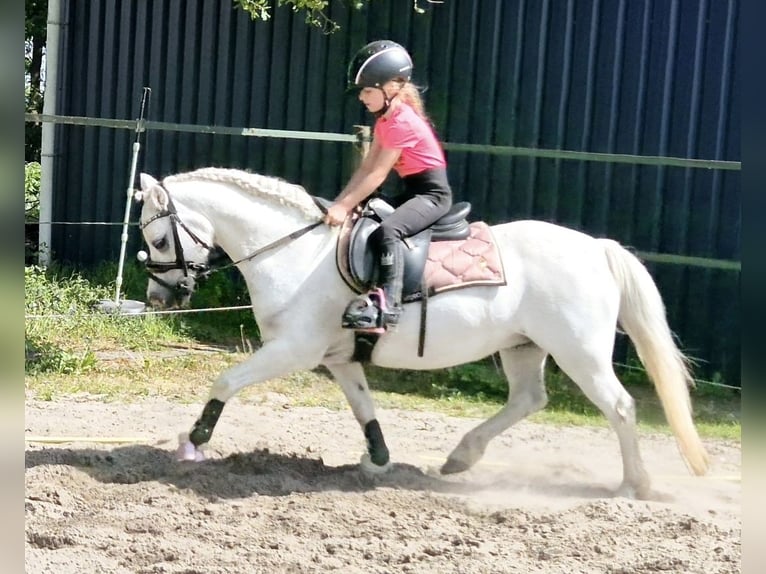 Welsh-A Stute 12 Jahre 117 cm Schimmel in Wachtum
