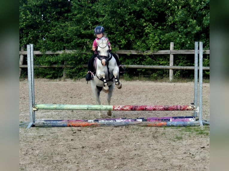 Welsh-A Stute 12 Jahre 117 cm Schimmel in Wachtum