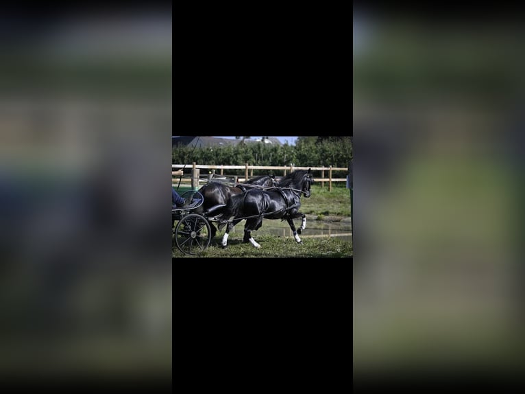 Welsh-A Stute 12 Jahre 120 cm Rappe in Kamp