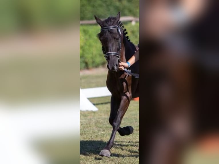 Welsh-A Stute 12 Jahre 120 cm Rappe in Kamp