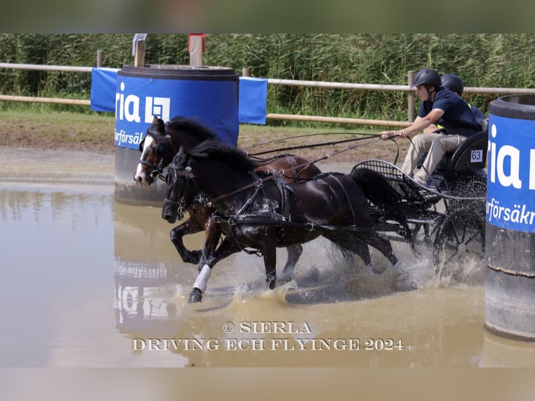 Welsh-A Stute 12 Jahre 120 cm Rappe in Kamp