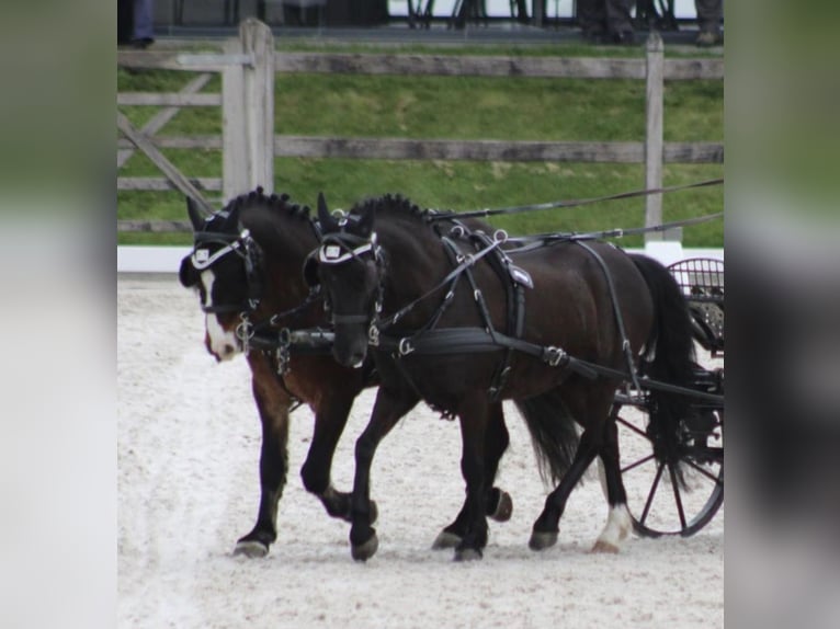 Welsh-A Stute 12 Jahre 120 cm Rappe in Kamp