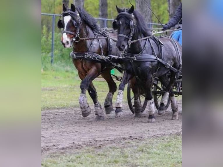 Welsh-A Stute 12 Jahre 120 cm Rappe in Kamp