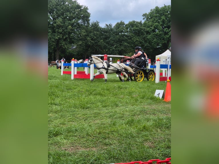 Welsh-A Stute 12 Jahre 120 cm Schimmel in Lübeck