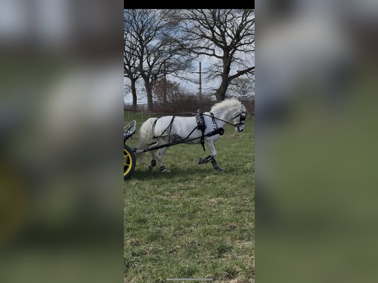 Welsh-A Stute 12 Jahre 120 cm Schimmel in Lübeck