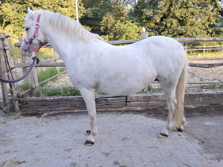 Welsh-A Stute 12 Jahre 122 cm Schimmel in Emmen