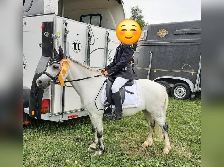 Welsh-A Stute 12 Jahre 123 cm Schimmel in Vohburg an der Donau