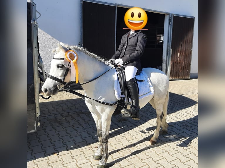 Welsh-A Stute 12 Jahre 123 cm Schimmel in Vohburg an der Donau