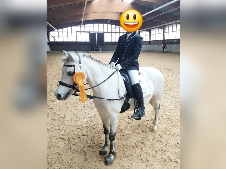 Welsh-A Stute 12 Jahre 123 cm Schimmel in Vohburg an der Donau