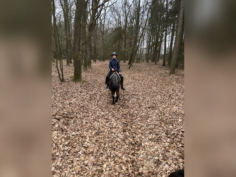 Welsh-A Mix Stute 12 Jahre 128 cm Roan-Bay in Bargenstedt