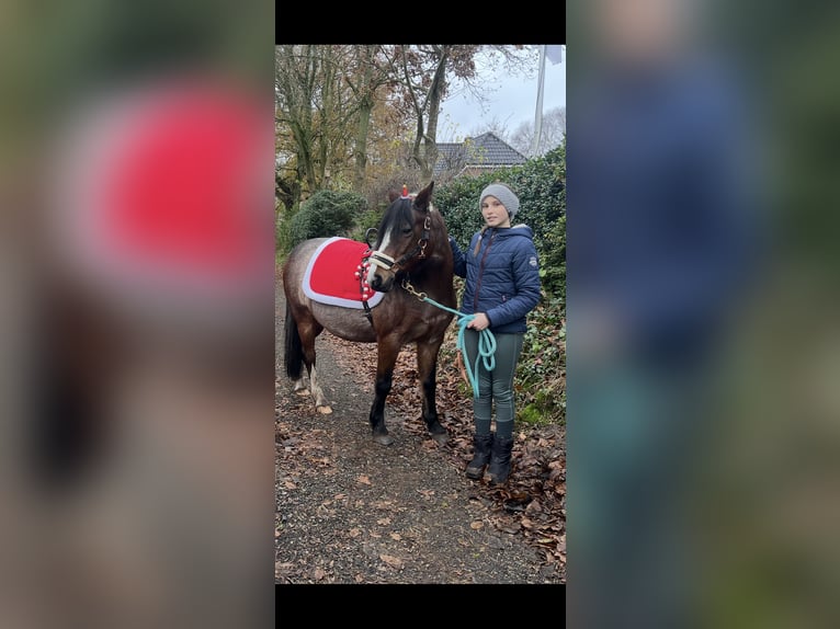 Welsh-A Mix Stute 12 Jahre 128 cm Roan-Bay in Bargenstedt