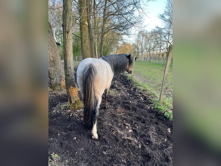 Welsh-A Mix Stute 12 Jahre 128 cm Roan-Bay in Bargenstedt