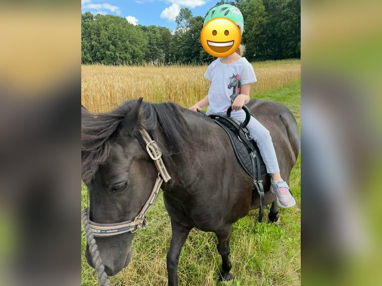 Welsh-A Mix Stute 13 Jahre 110 cm Schwarzbrauner in Bad Rodach