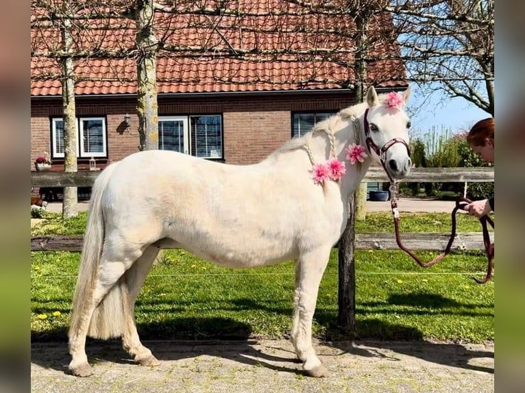 Welsh-A Stute 13 Jahre 114 cm Schimmel in Barneveld