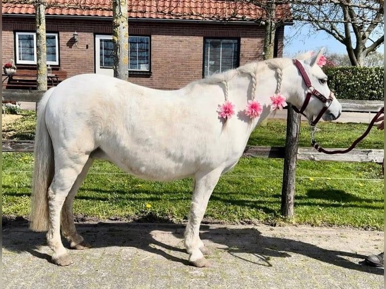 Welsh-A Stute 13 Jahre 114 cm Schimmel in Barneveld