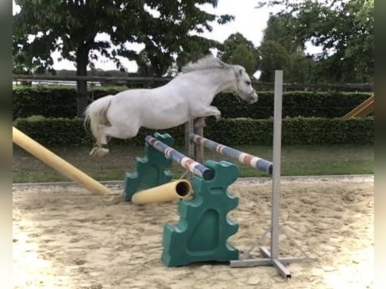 Welsh-A Stute 13 Jahre 118 cm Apfelschimmel in Schermbeck