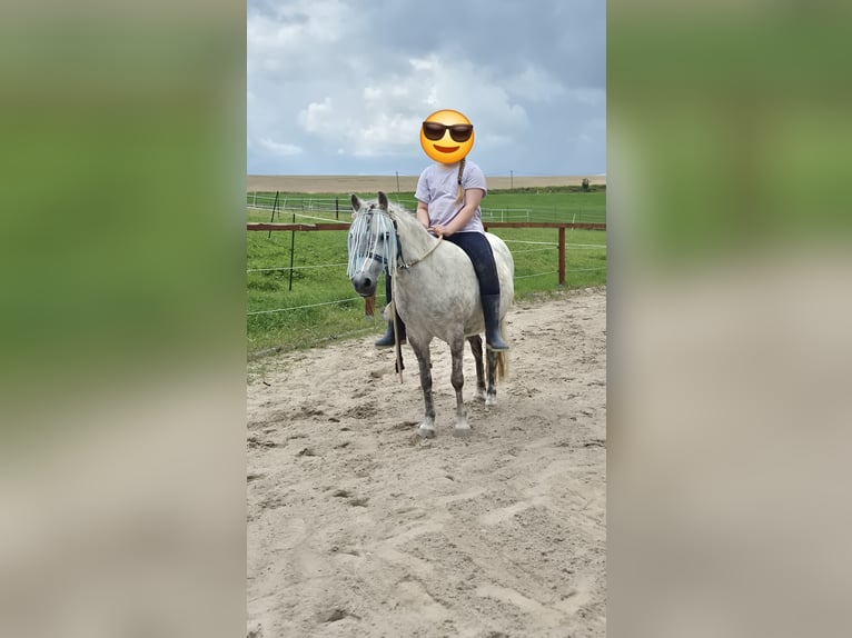 Welsh-A Mix Stute 13 Jahre 118 cm Apfelschimmel in Regnitzlosau