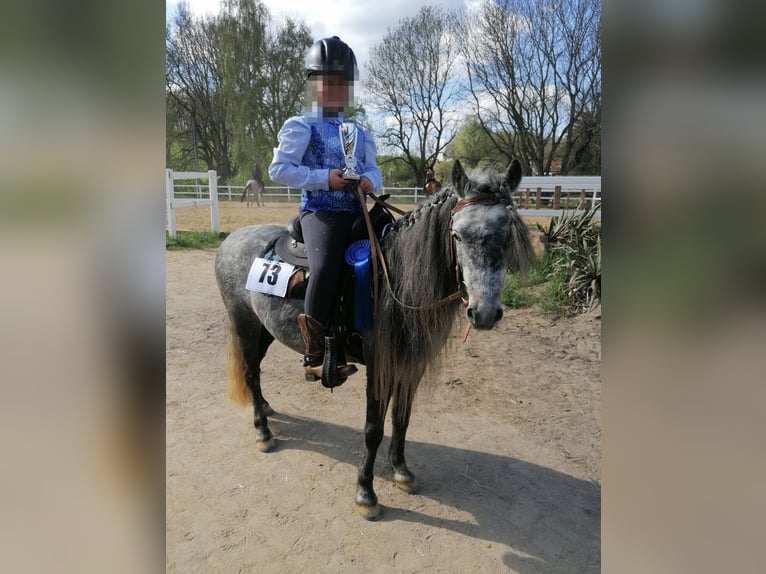 Welsh-A Mix Stute 13 Jahre 118 cm Apfelschimmel in Regnitzlosau