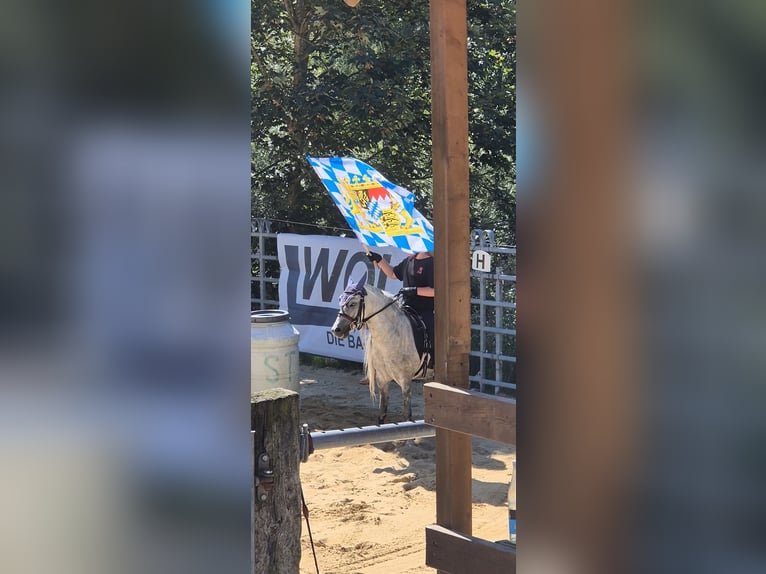 Welsh-A Mix Stute 13 Jahre 118 cm Apfelschimmel in Regnitzlosau