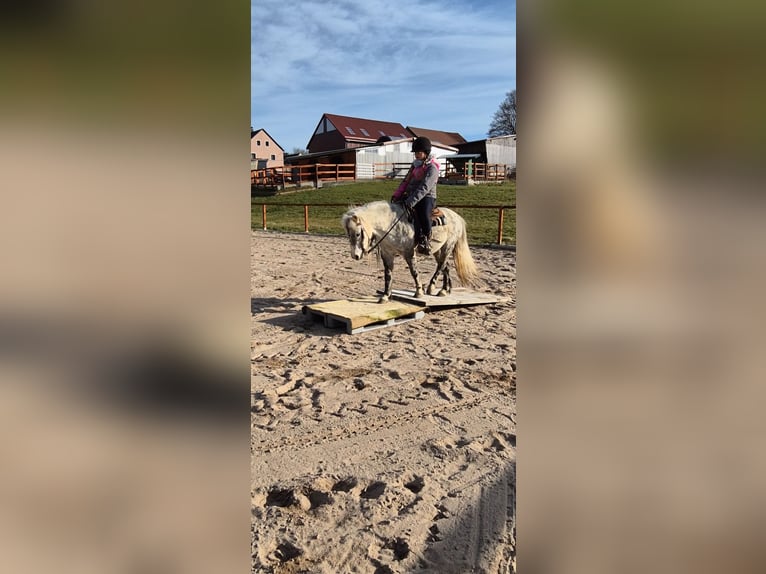 Welsh-A Mix Stute 13 Jahre 118 cm Apfelschimmel in Regnitzlosau