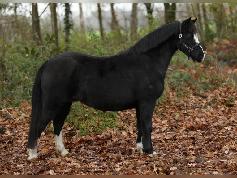 Welsh-A Stute 13 Jahre 118 cm Rappe in Aalten