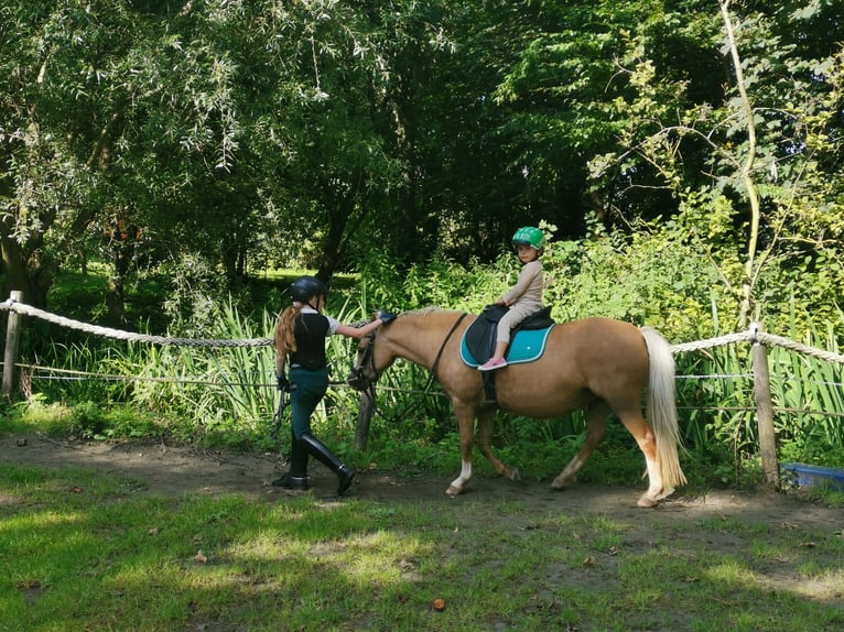 Welsh-A Stute 13 Jahre 120 cm Falbe in Uelvesbüll