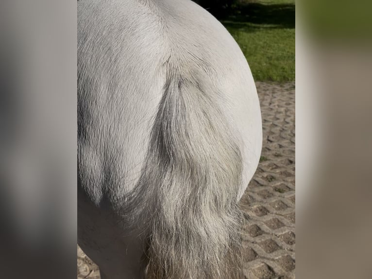 Welsh-A Stute 13 Jahre 120 cm Schimmel in Rimbach