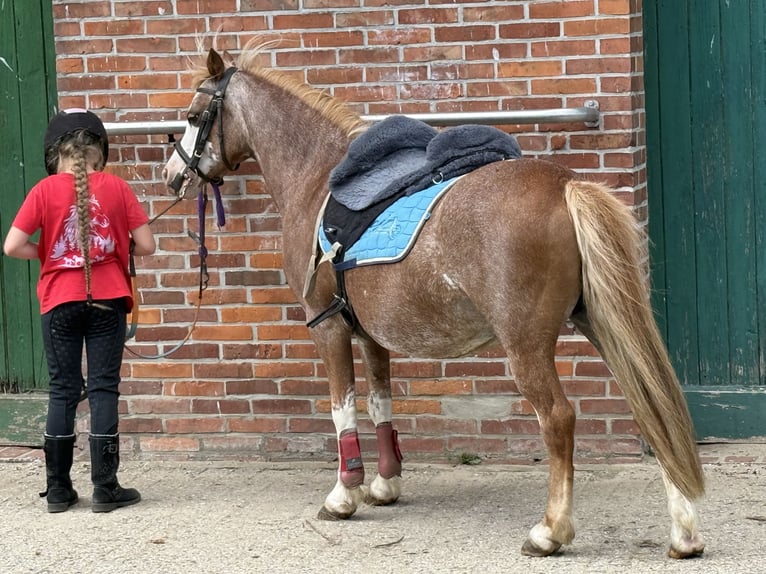 Welsh-A Stute 13 Jahre 122 cm Rotschimmel in Dötlingen