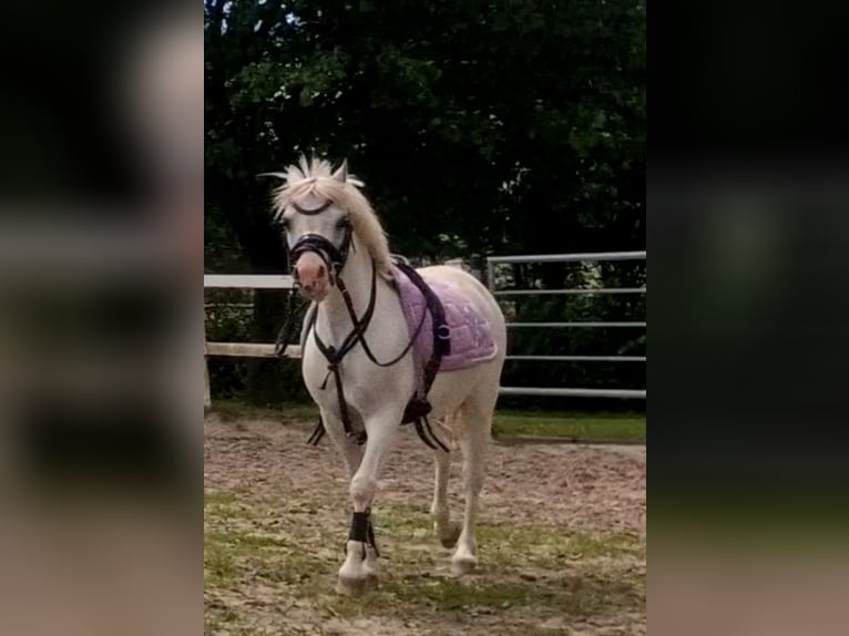 Welsh-A Stute 13 Jahre 124 cm Schimmel in Sendenhorst