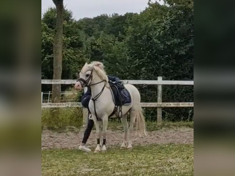 Welsh-A Stute 13 Jahre 124 cm Schimmel in Sendenhorst