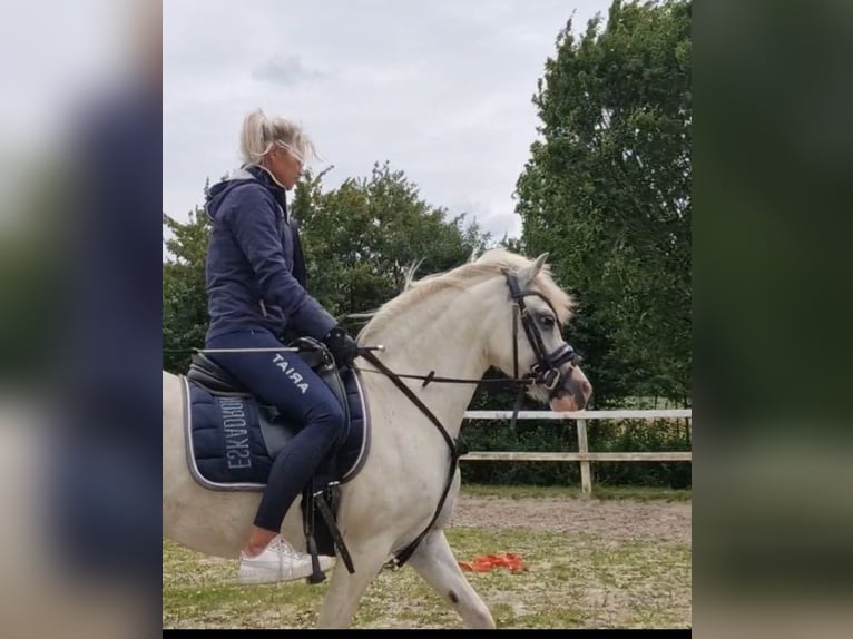Welsh-A Stute 13 Jahre 124 cm Schimmel in Sendenhorst