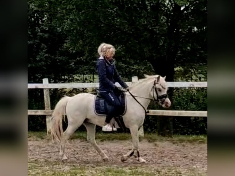 Welsh-A Stute 13 Jahre 124 cm Schimmel in Sendenhorst