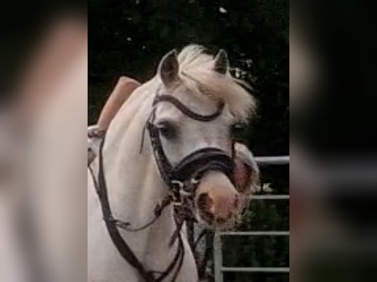Welsh-A Stute 13 Jahre 124 cm Schimmel in Sendenhorst