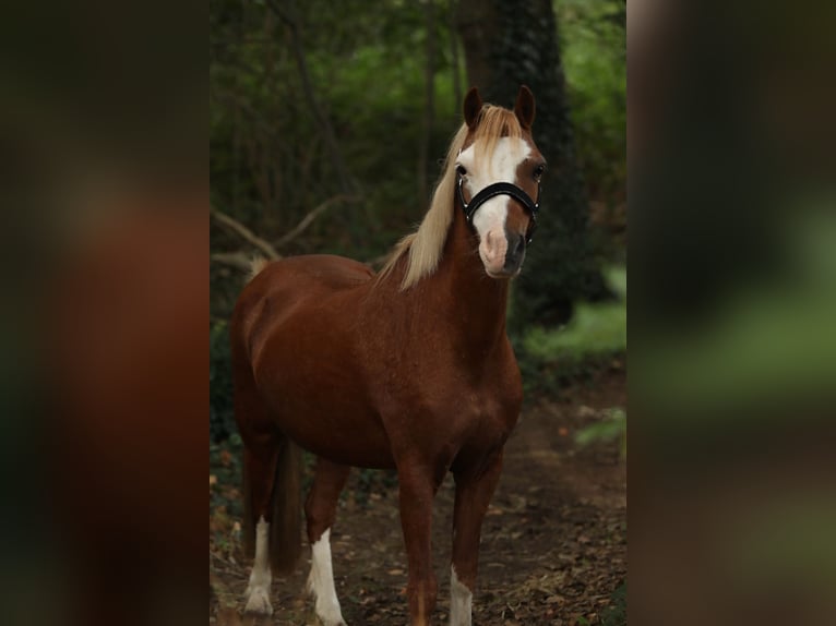 Welsh-A Stute 13 Jahre 125 cm Fuchs in Aalten