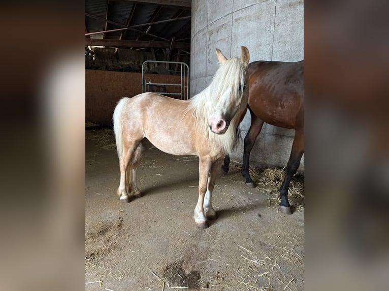 Welsh-A Stute 13 Jahre 125 cm Palomino in Muggensturm