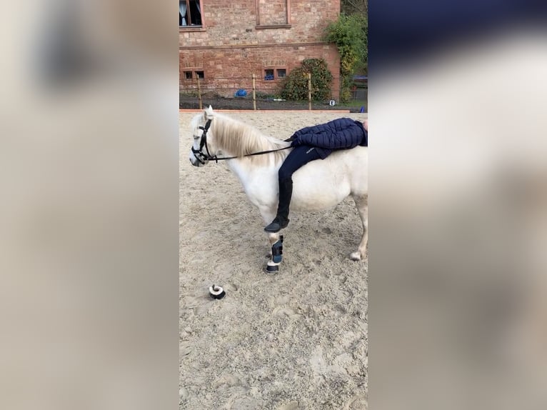 Welsh-A Stute 14 Jahre 110 cm Schimmel in Gründau