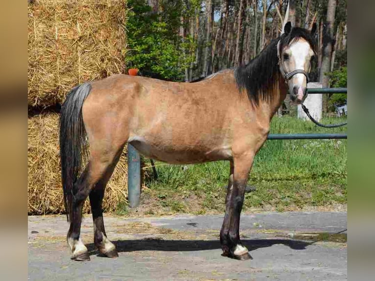 Welsh-A Stute 14 Jahre 115 cm Buckskin in Herzberg
