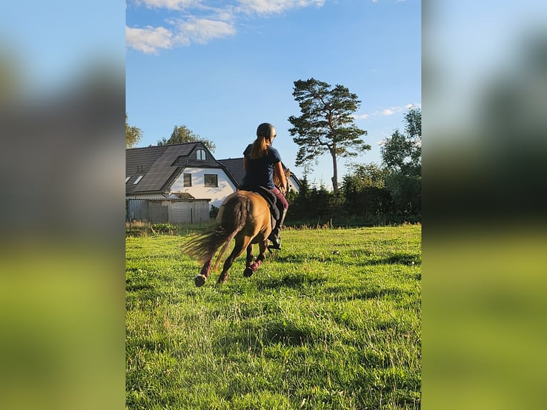 Welsh-A Stute 14 Jahre 117 cm Buckskin in Dierhagen