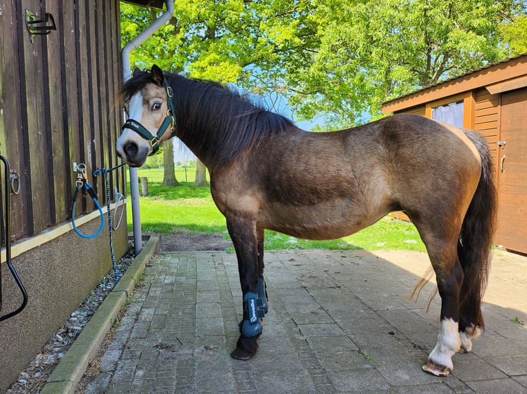 Welsh-A Stute 14 Jahre 117 cm Buckskin in Dierhagen