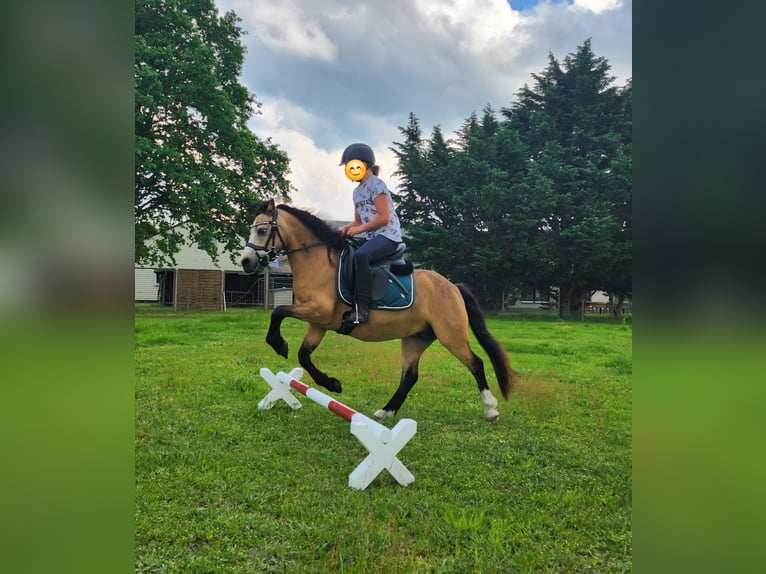 Welsh-A Stute 14 Jahre 117 cm Buckskin in Dierhagen