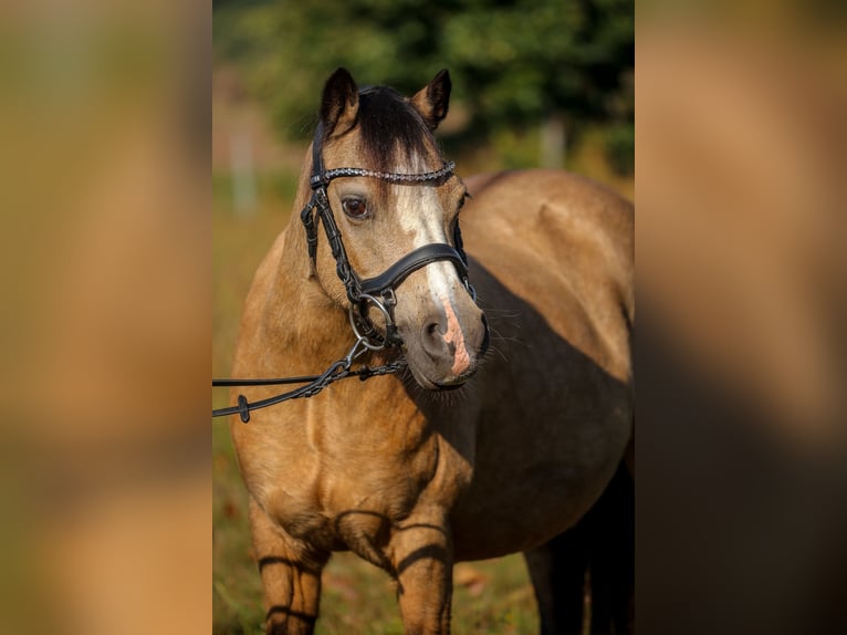 Welsh-A Stute 14 Jahre 117 cm Buckskin in Dierhagen