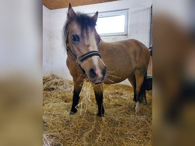 Welsh-A Stute 14 Jahre 117 cm Buckskin in Dierhagen