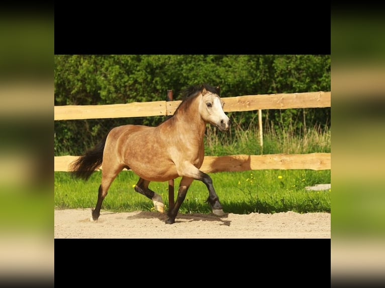 Welsh-A Stute 14 Jahre 117 cm Buckskin in Dierhagen