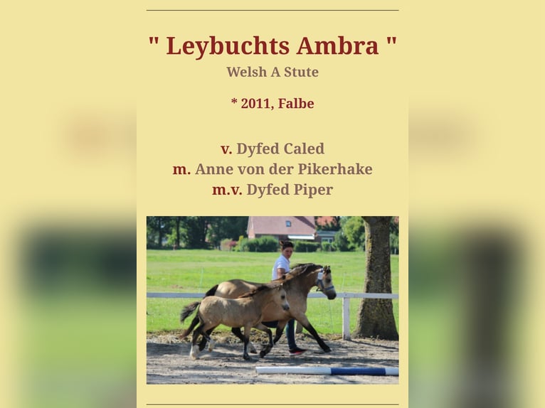 Welsh-A Stute 14 Jahre 117 cm Buckskin in Dierhagen