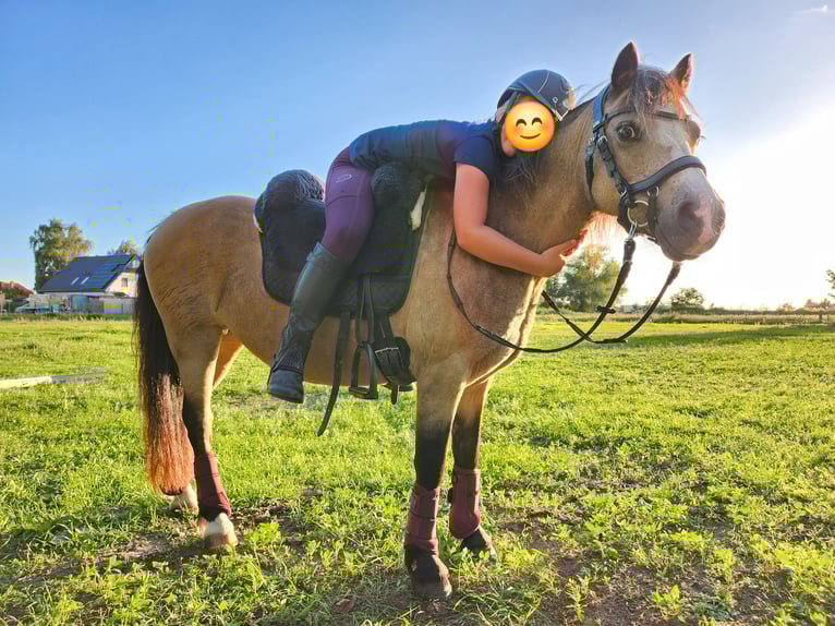 Welsh-A Stute 14 Jahre 117 cm Buckskin in Dierhagen