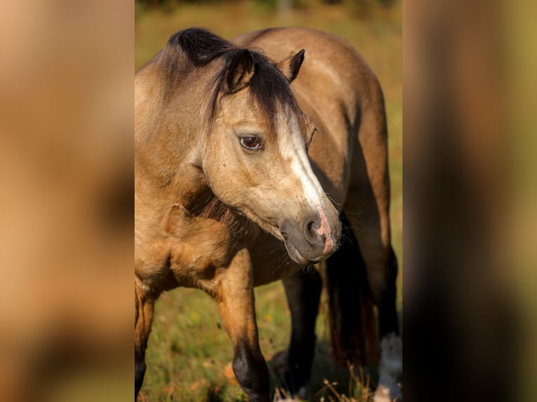 Welsh-A Stute 14 Jahre 117 cm Buckskin in Dierhagen