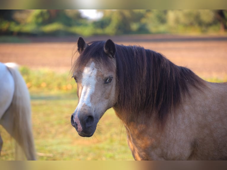 Welsh-A Stute 14 Jahre 117 cm Buckskin in Dierhagen