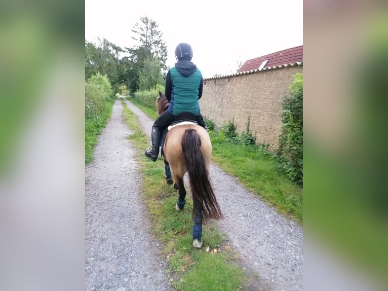 Welsh-A Stute 14 Jahre 117 cm Buckskin in Dierhagen